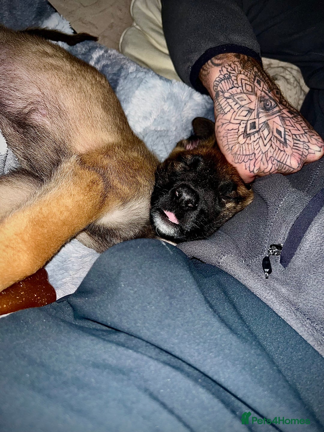 Belgian Shepherd Dog dogs for sale: LOLA - 15wk Belgian Malinois - Advert 3