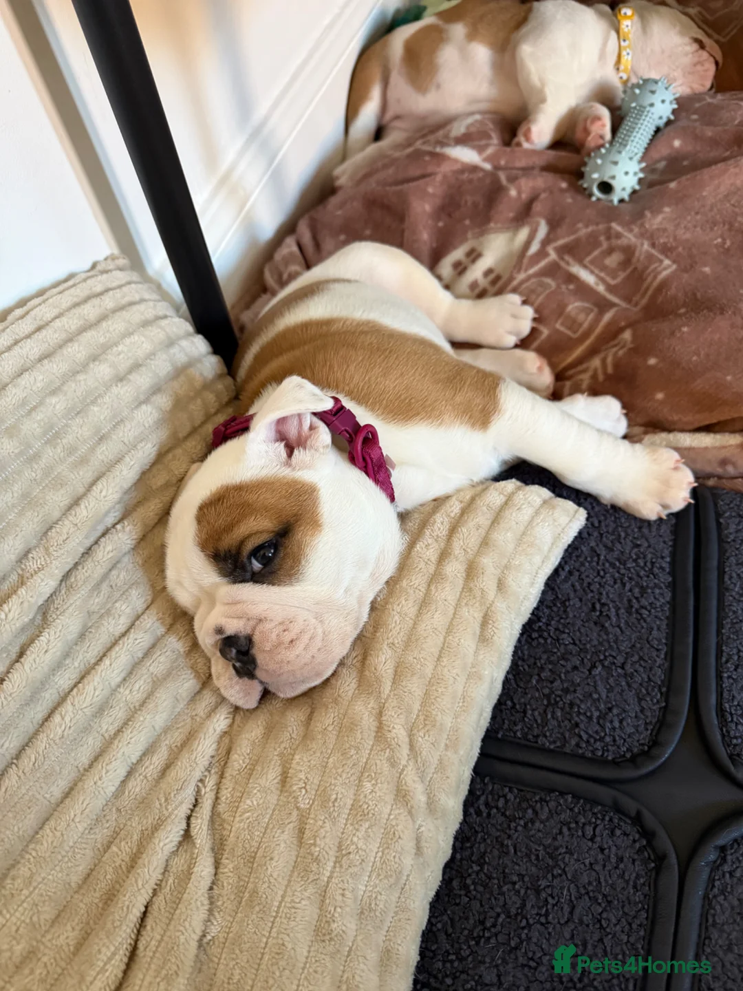 English Bulldog dogs for sale: Beautiful female English Bulldog  - Advert 1
