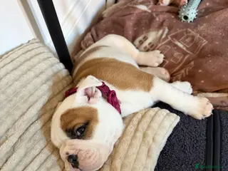 English Bulldog dogs Beautiful female English Bulldog - Advert 3