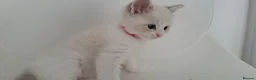 Ragdoll cats for sale: Pure breed GCCF Reg kittens - Advert 3