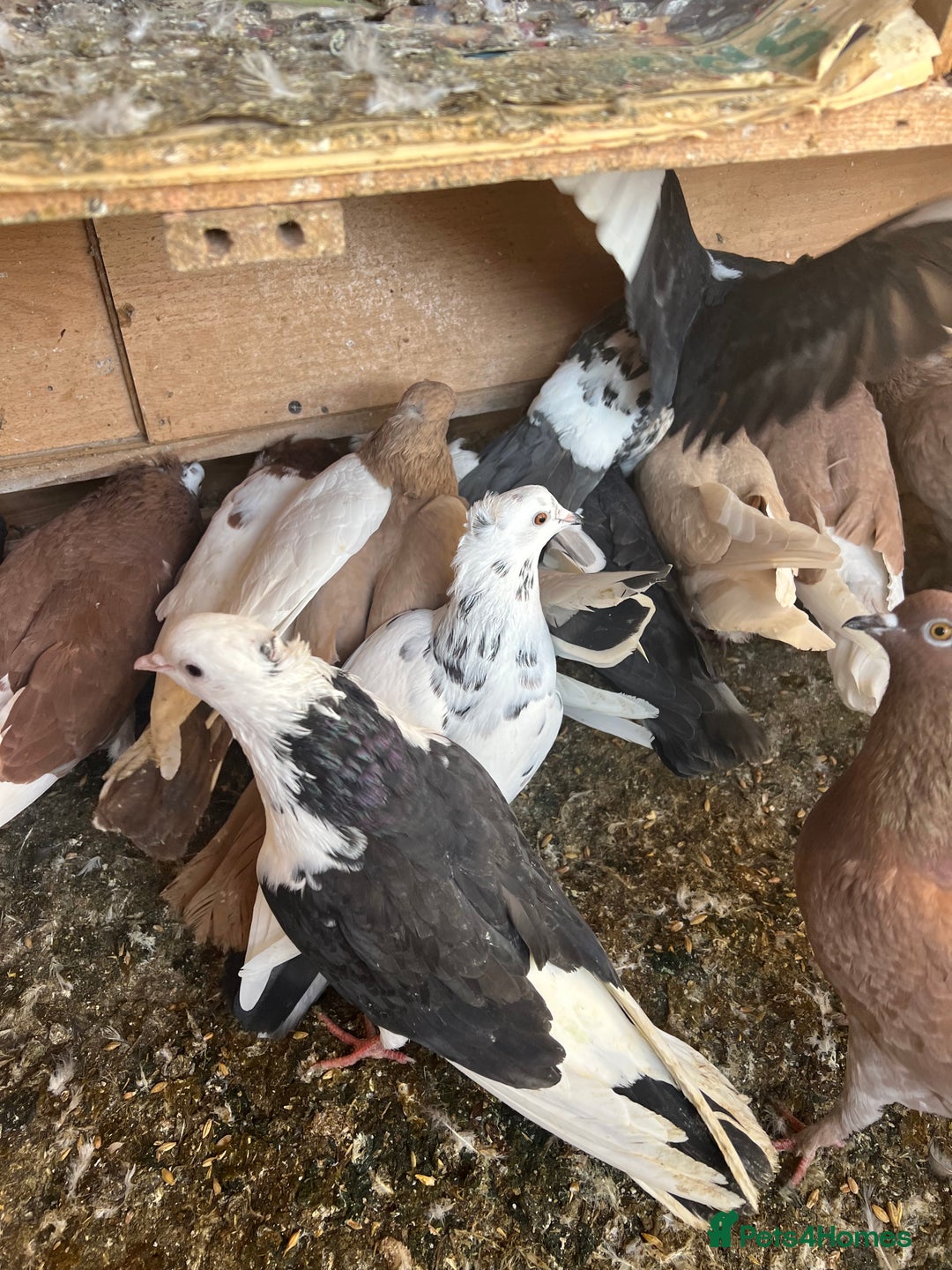 Pigeons birds for sale: All Piegons must go - Image 1