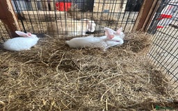 Netherland Dwarf rabbits for sale: Netherlands, Rex’s, californians ready to go - Image 5