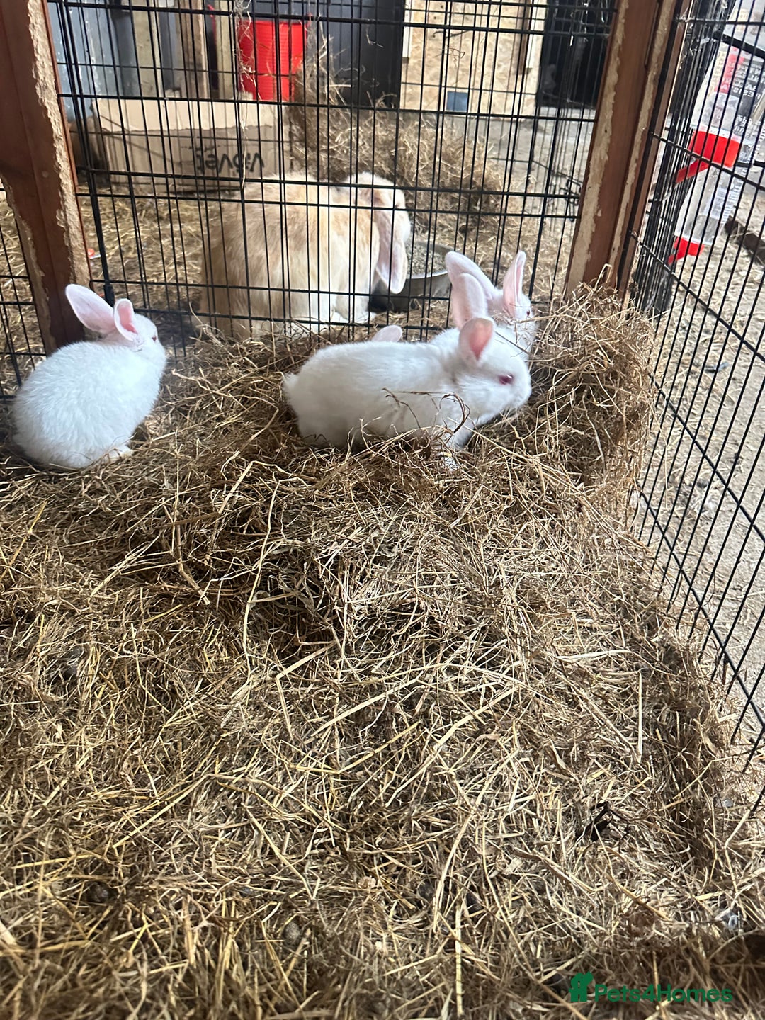 Netherland Dwarf rabbits for sale: Netherlands, Rex’s, californians ready to go - Image 5