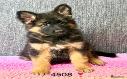German Shepherd dogs for sale: OUTSTANDING QUALITY - Image 3