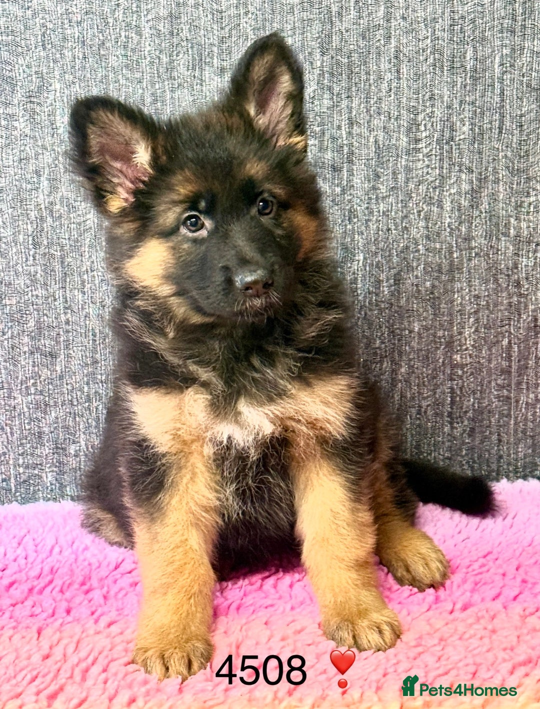 German Shepherd dogs for sale: OUTSTANDING QUALITY - Image 3