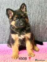 German Shepherd dogs - Advert 7