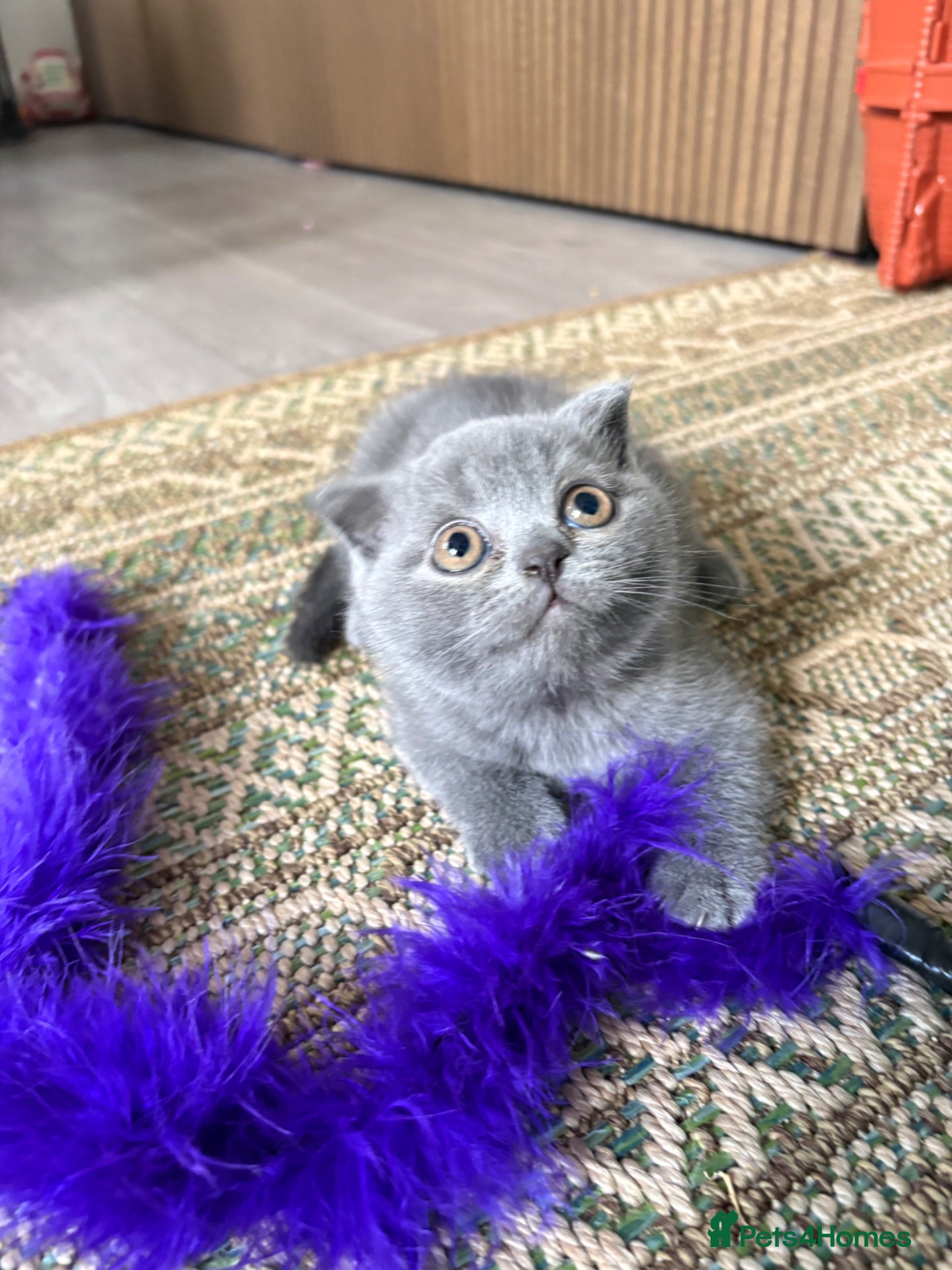 Scottish Fold cats Adorable scottish fold for sale  - Advert 2