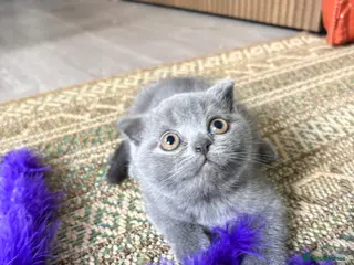 Scottish Fold cats Adorable scottish fold for sale - Advert 2
