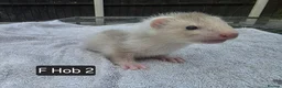 Ferret rodents for sale: Full, Semi & Half Angora Kits - Advert 5