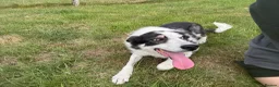 Border Collie dogs for sale: 5 year Old Border Collie Pet - Advert 2
