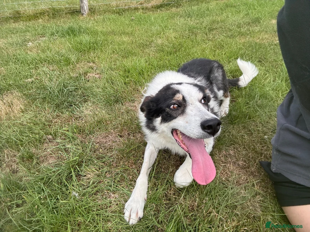 Border Collie dogs for sale: 5 year Old Border Collie Pet - Advert 2