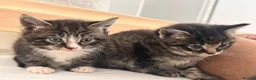 Bombay cats for sale: Beautiful Kittens Ready for Loving Homes - Advert 10