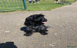 Cockapoo dogs for sale: A Lovable Female Cockapoo 2.5 yrs - Image 8