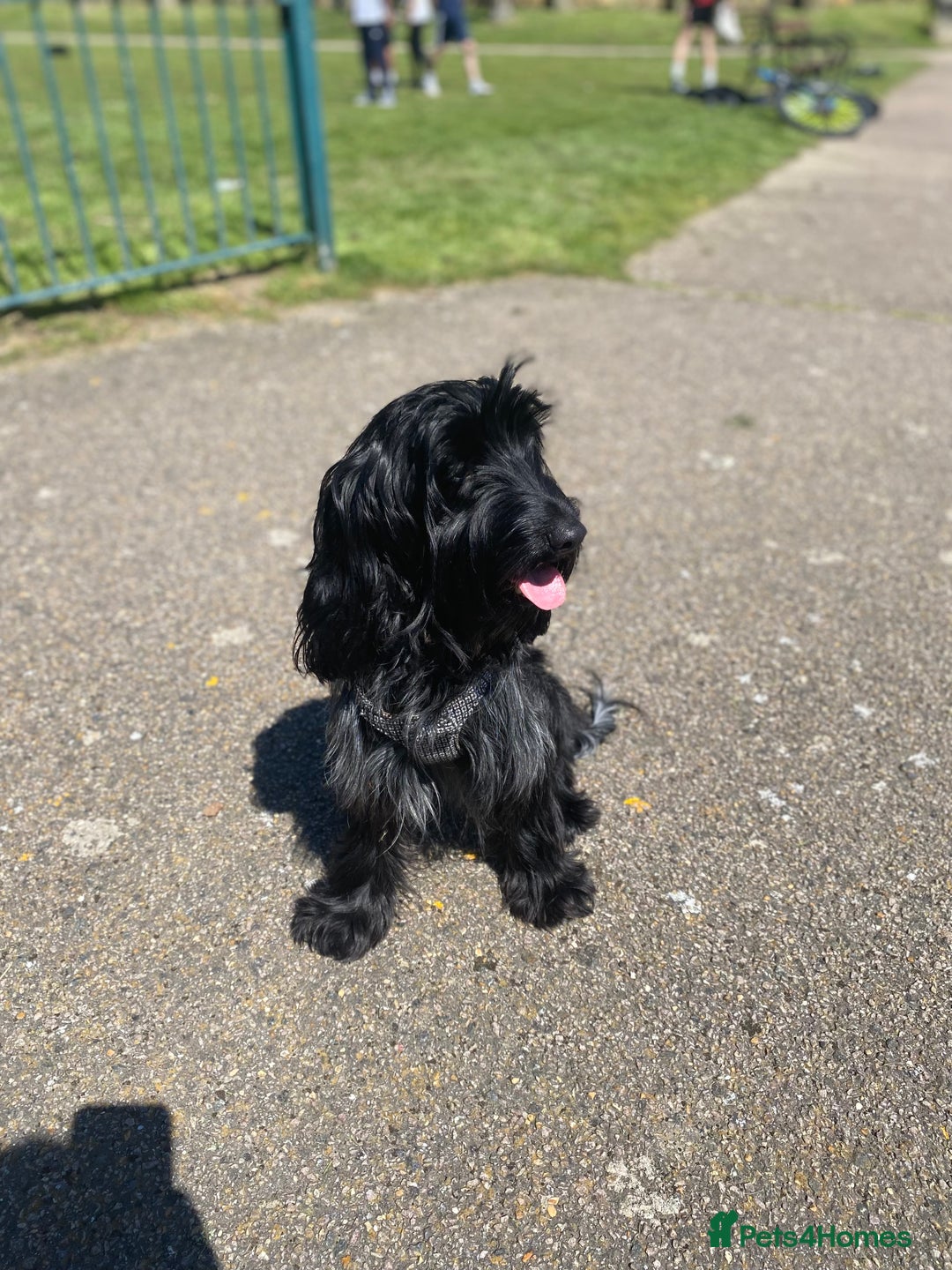 Cockapoo dogs for sale: A Lovable Female Cockapoo 2.5 yrs - Image 8