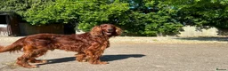 Mixed Breed dogs for sale:  ☘️ Golden Irish puppies available  ☘️ - Advert 3