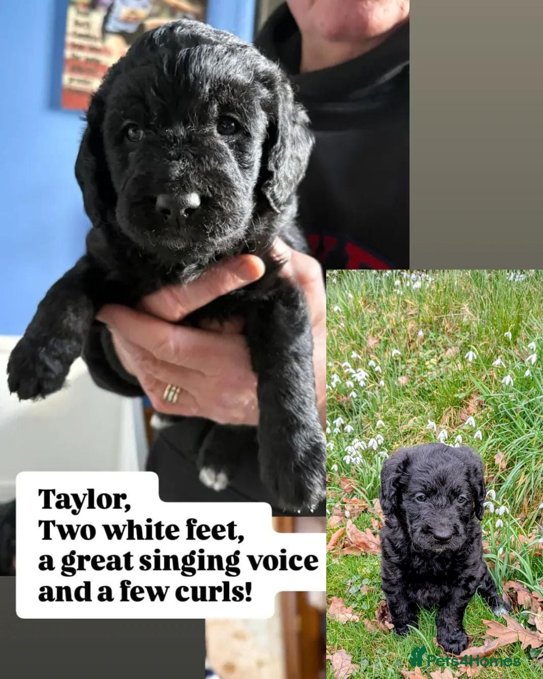 Double Doodle dogs Double Doodle puppies  - Advert 3