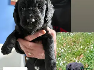 Double Doodle dogs Double Doodle puppies - Advert 3