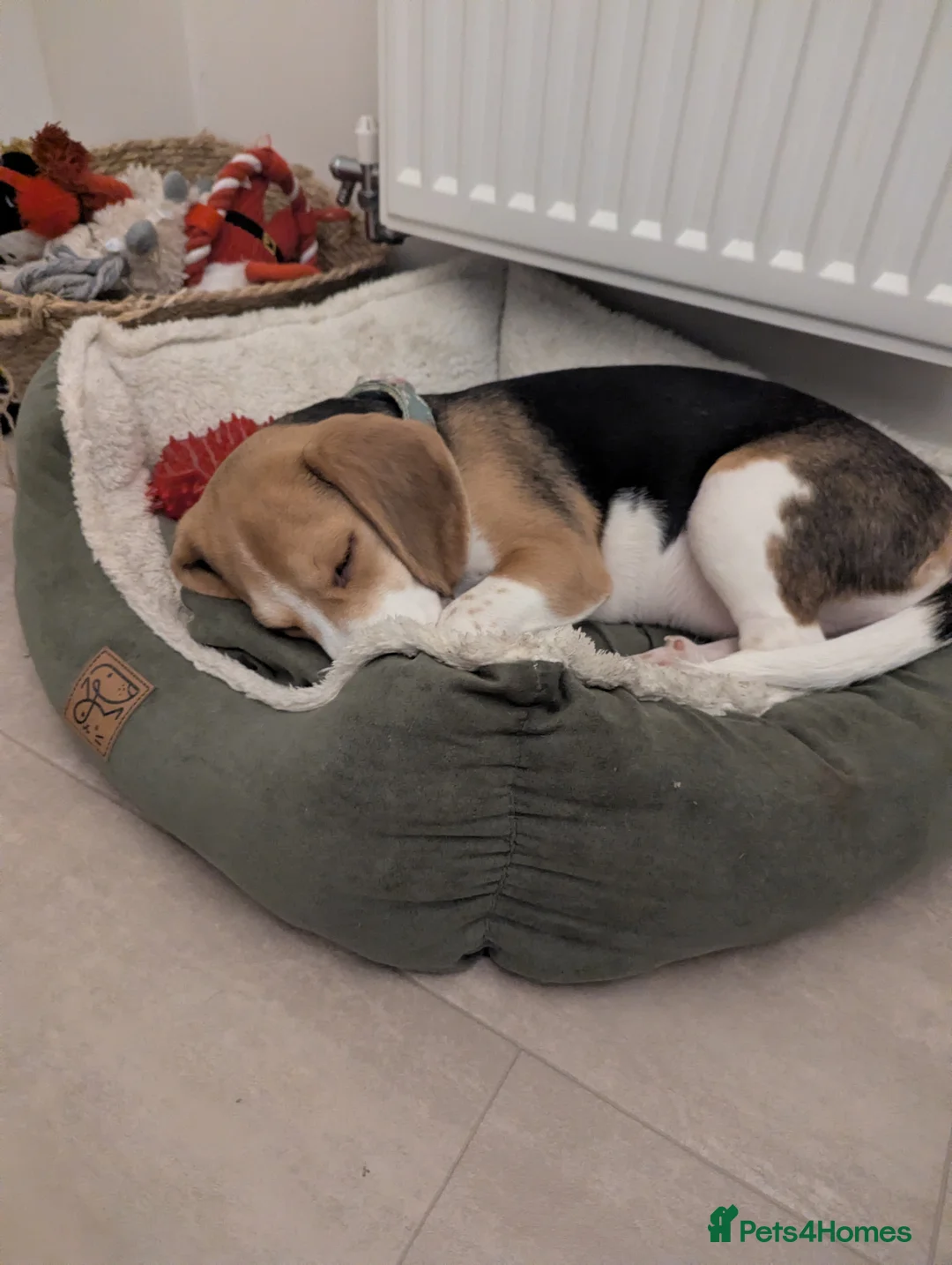 Beagle dogs for sale: Sage the Beagle - Advert 5