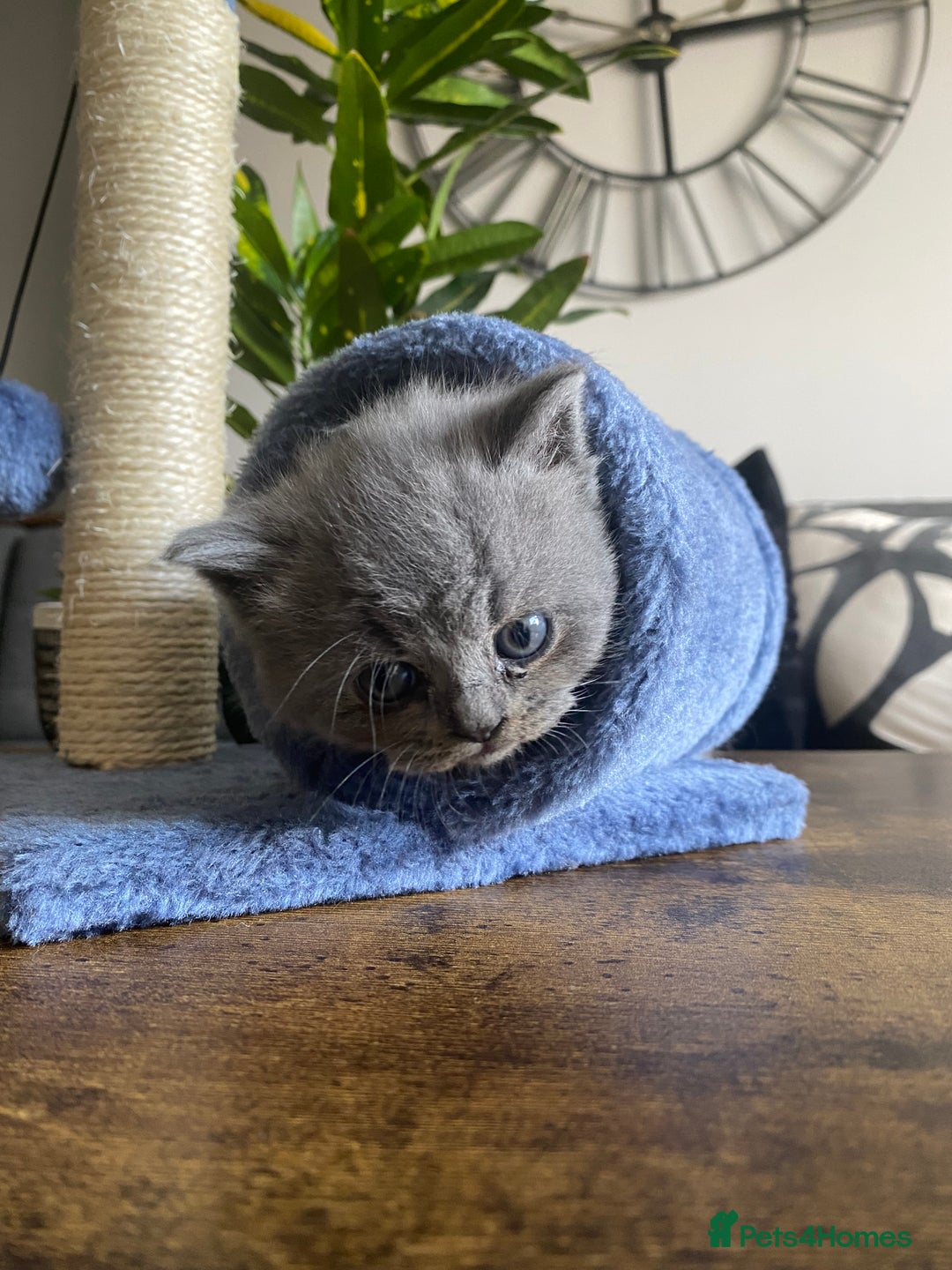 British Shorthair cats for sale: Stunning British short hair GCCF/TICA - Advert 2