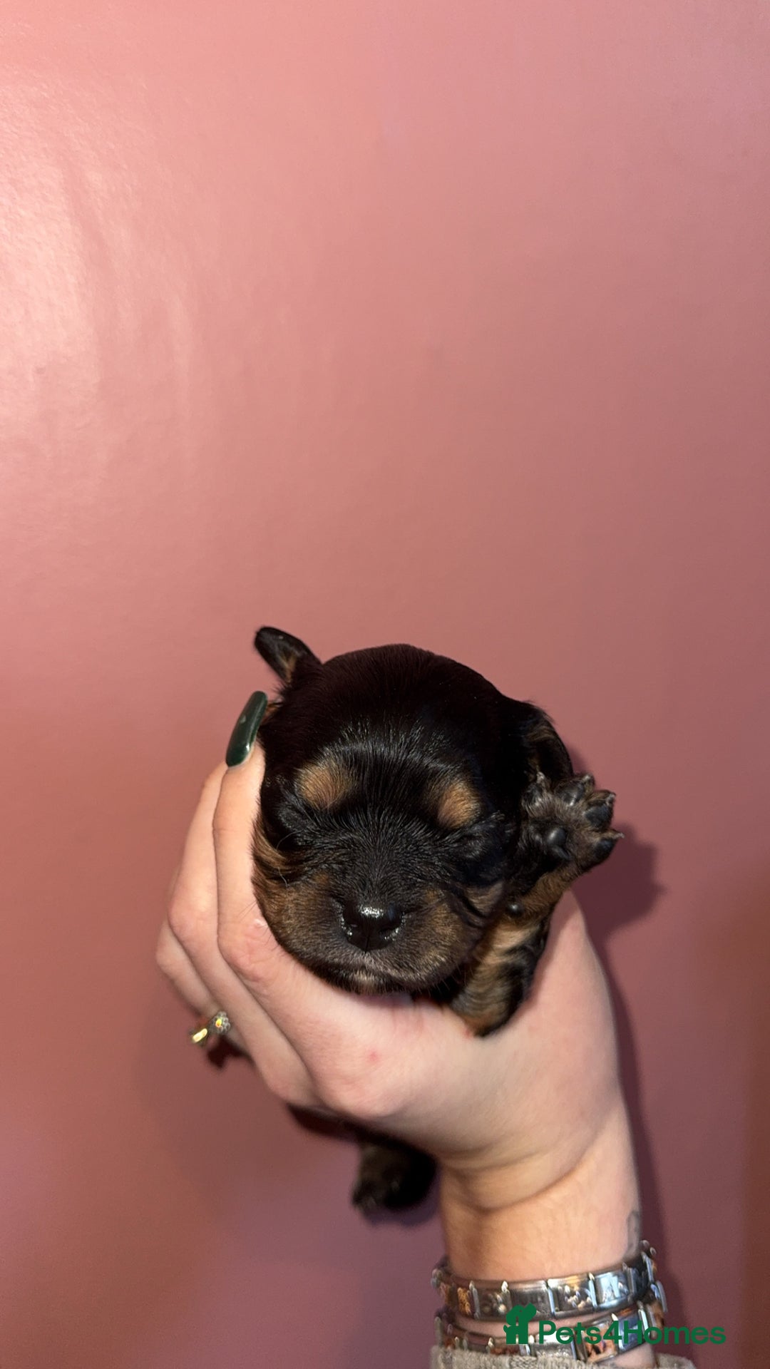 Cavapoo dogs for sale: F1b Cavapoo  - Image 8