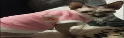Sphynx cats for sale: GORGEOUS SPHYNX KITTENS GIRLS AND BOYS - Advert 3