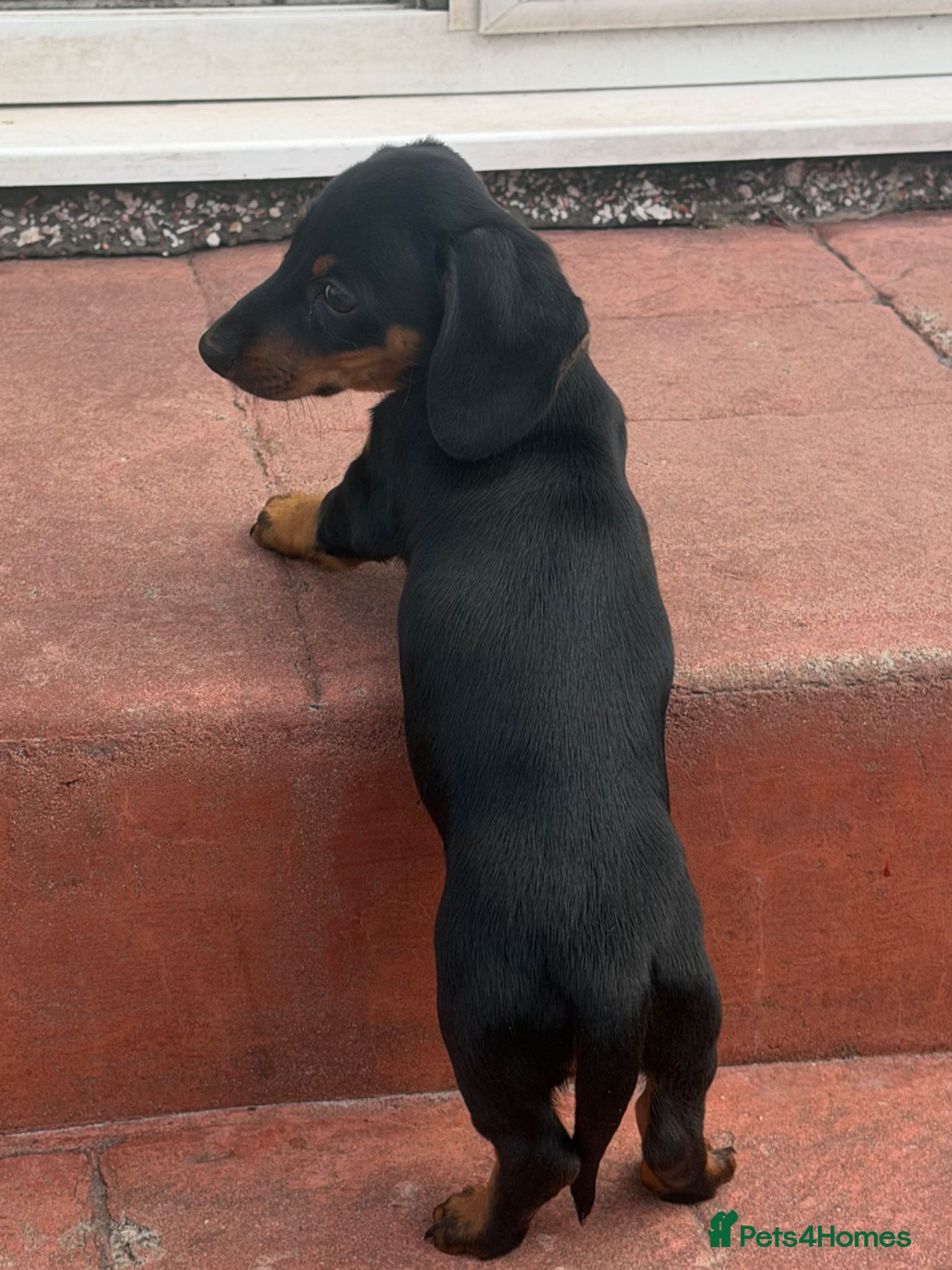 Miniature Dachshund dogs Dachshund miniature smooth hair pups - Advert 11