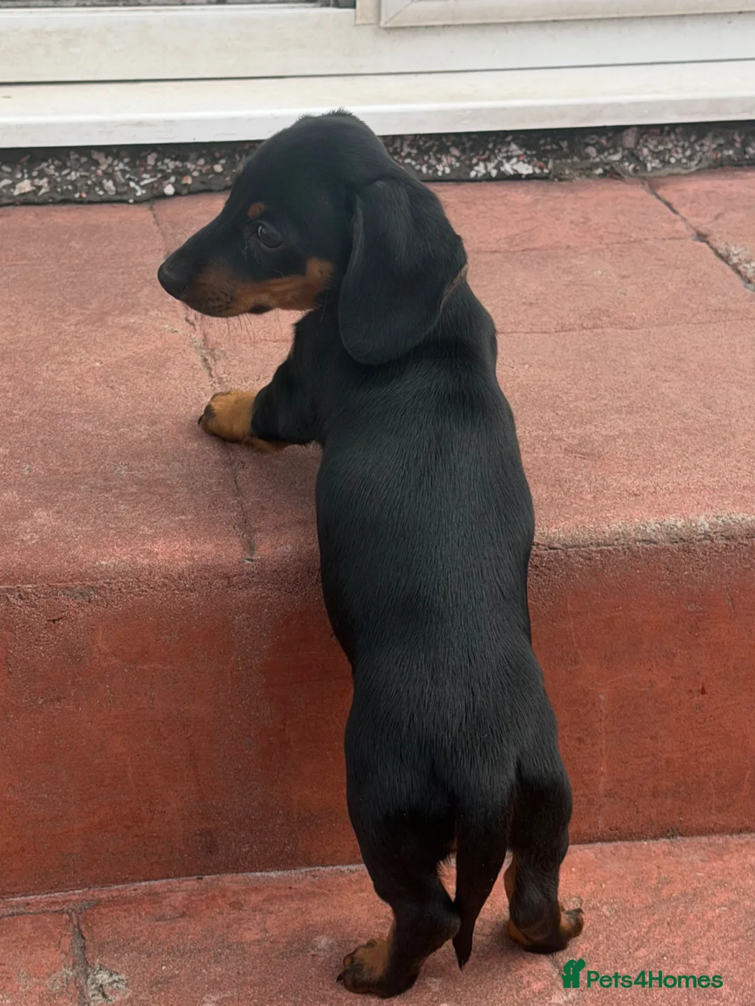 Miniature Dachshund dogs for sale: Dachshund miniature pup - Advert 1