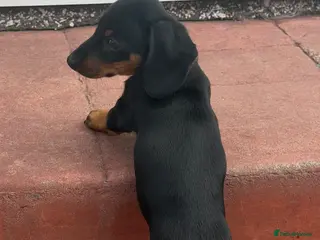 Miniature Dachshund dogs Dachshund miniature smooth hair pups - Advert 11