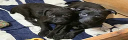 Patterdale Terrier dogs for sale: Patterdale Puppies - Females - Advert 1