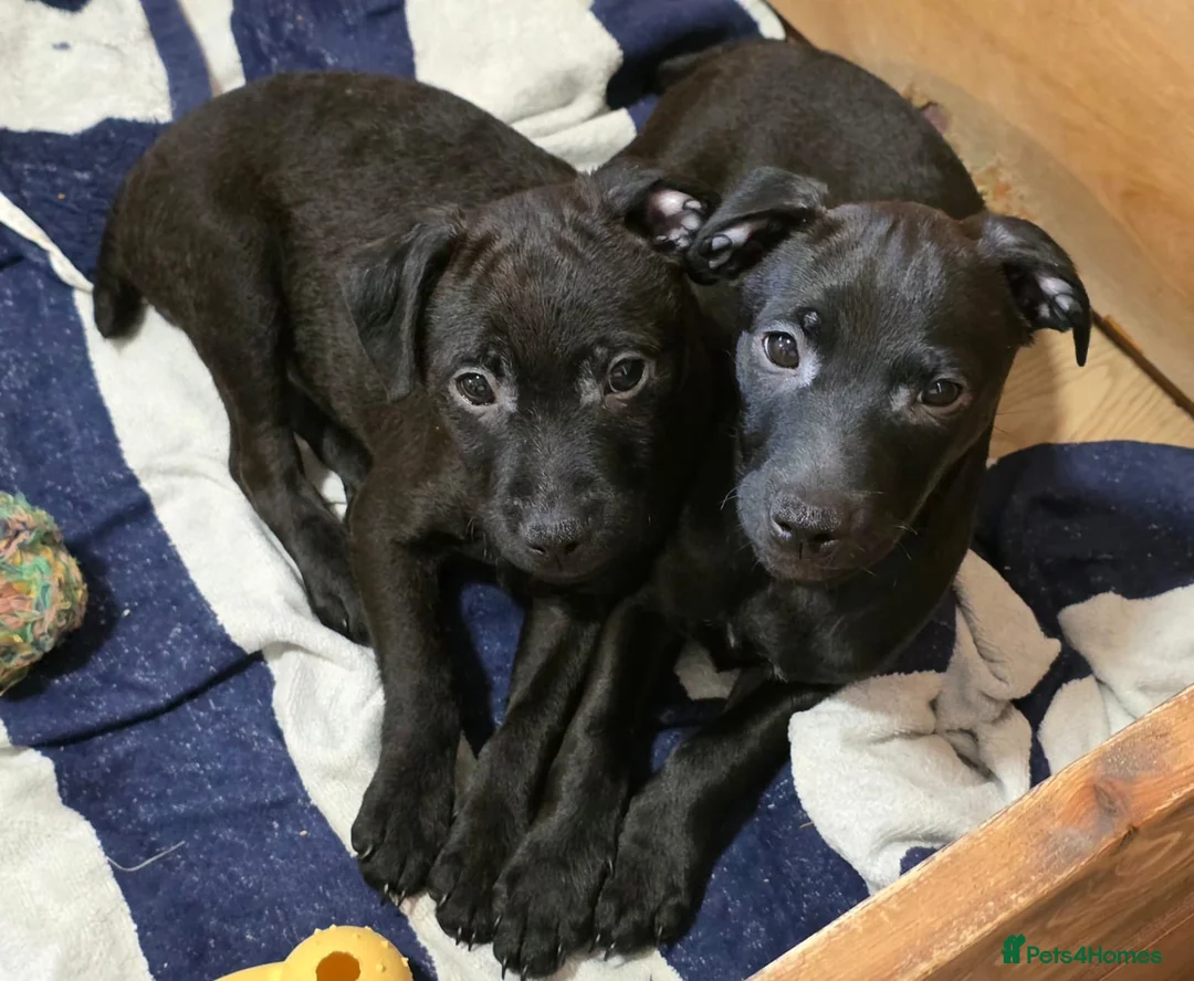 Patterdale Terrier dogs for sale: Patterdale Puppies - Females - Advert 1