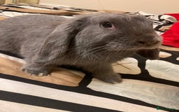 Mini Lop rabbits for sale: Male mini lop bunny  - Image 1