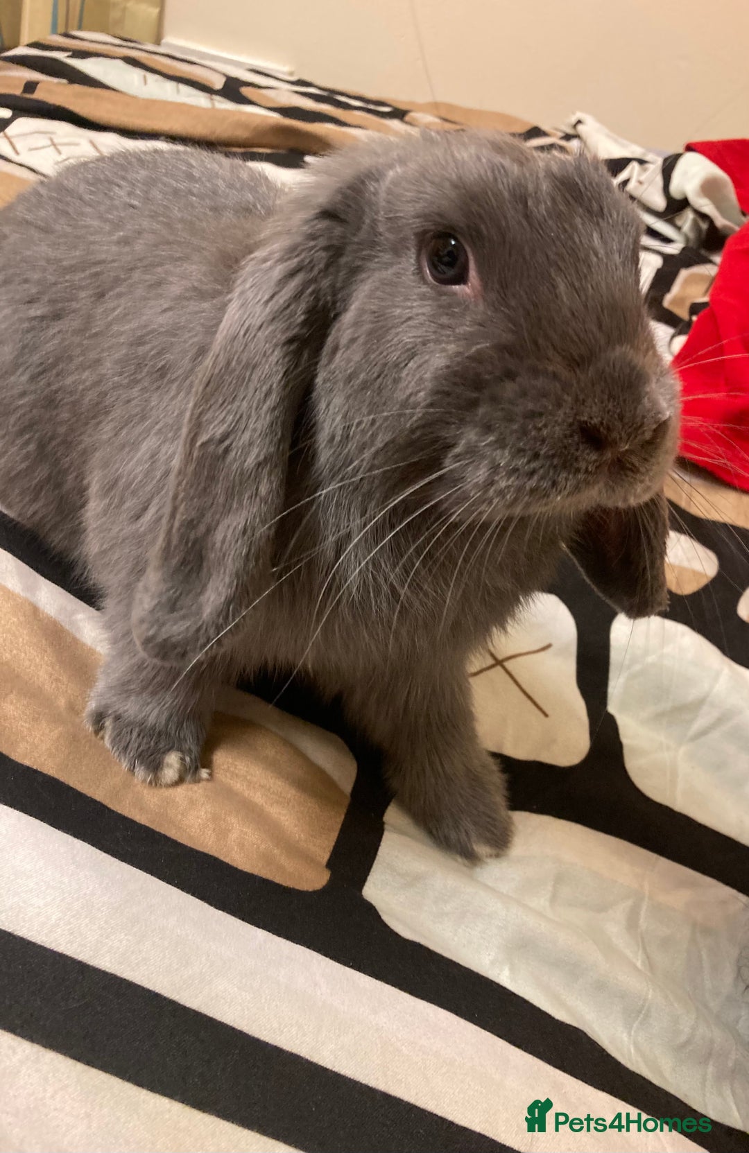 Mini Lop rabbits for sale: Male mini lop bunny  - Image 1