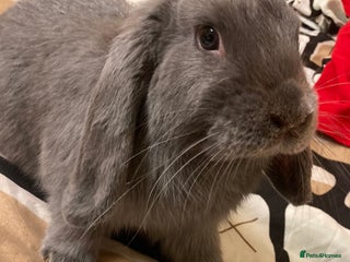 Mini Lop rabbits - Advert 31