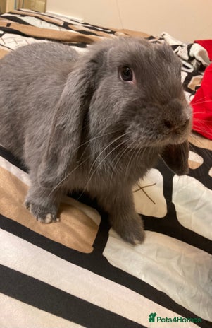 Mini Lop rabbits - Advert 5