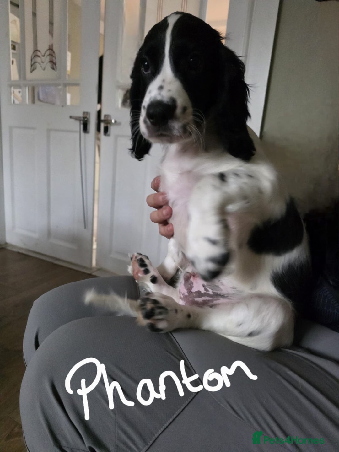 Cocker Spaniel dogs for sale: 4x Cocker Spaniel pups blue roan READY TO GO - Image 2