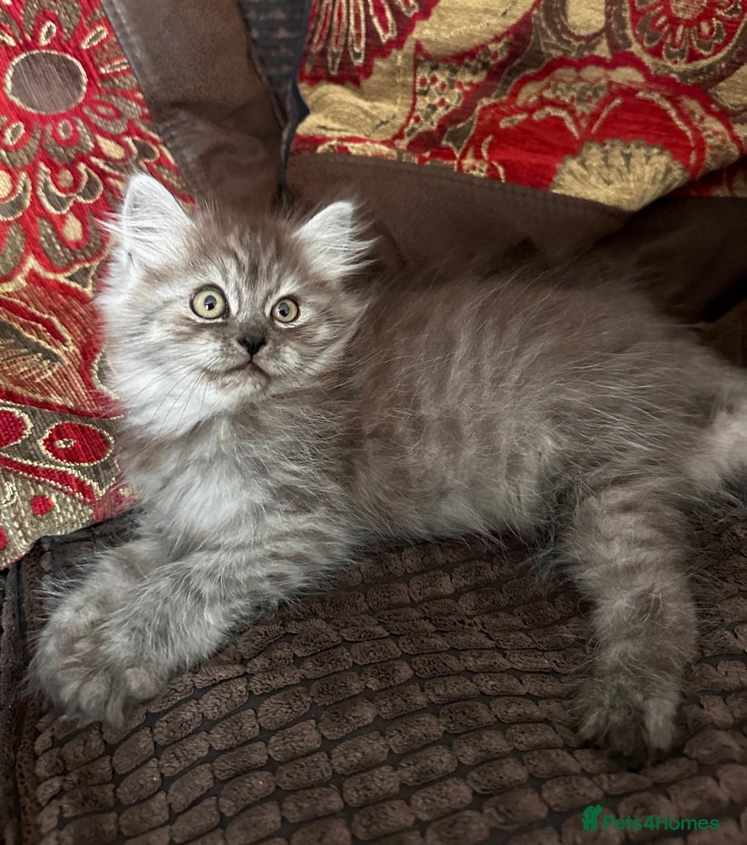 Siberian cats for sale: ❤️ 5 super friendly Siberian mix kittens ❤️ - Image 9