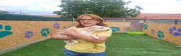 Mixed Breed dogs for adoption: 🌸 ALICE — A GENTLE LITTLE GIRL FULL OF LOVE 🌸 in Nottingham - Advert 14