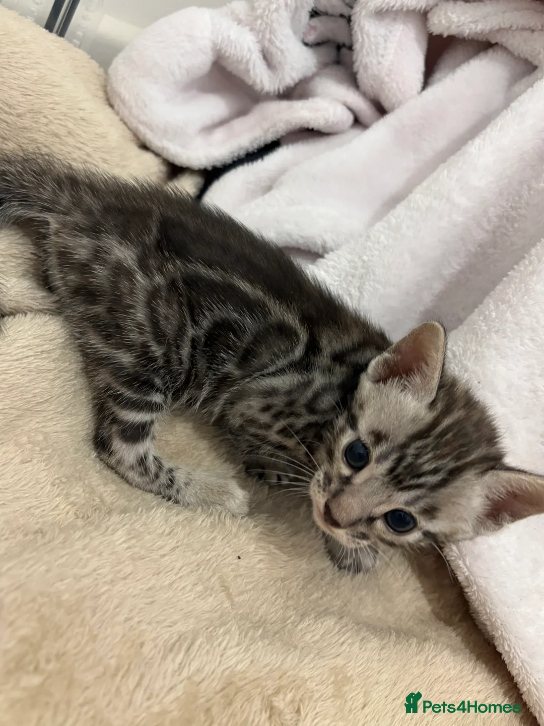 Bengal cats for sale: Adorable Bengal Babies Looking for Forever Homes - Advert 5