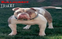 Olde English Bulldogge dogs for sale: Olde english bulldogge pups 1 male / 1 female  - Image 3
