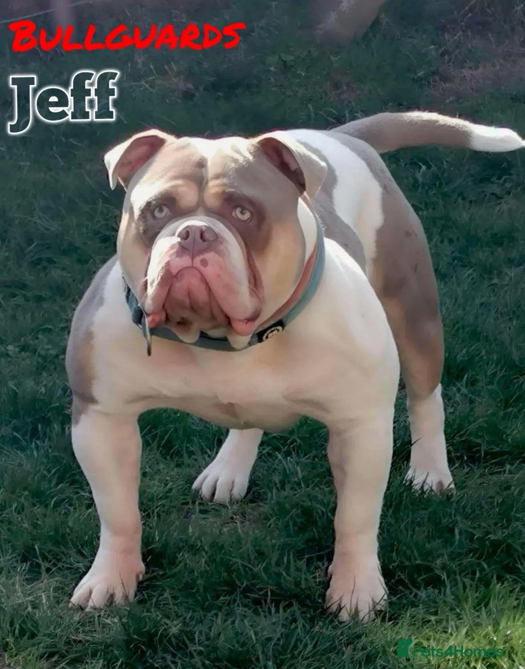 Olde English Bulldogge dogs for sale: Olde english bulldogge pups 1 male / 1 female  - Image 3
