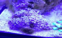 Other/Mixed Breed fish for sale: Saltwater fish - Image 13