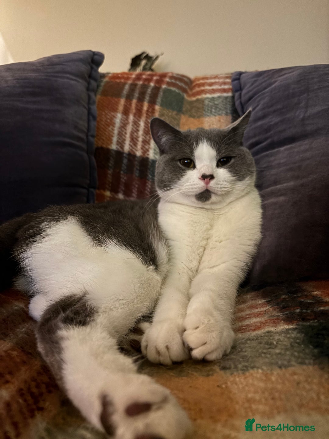 British Shorthair cats for sale: British Shorthair Cats to Rehome - Advert 2