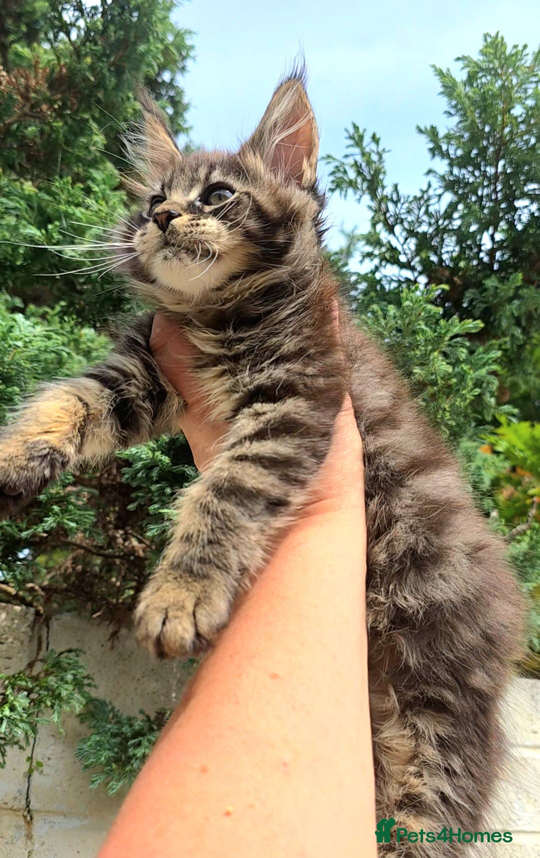 Maine Coon cats ✅✅❤️Show Quality Registered Maine Coon Kittens❤️✅✅ - Advert 11
