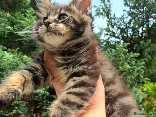 Maine Coon cats ✅✅❤️Show Quality Registered Maine Coon Kittens❤️✅✅ - Advert 11