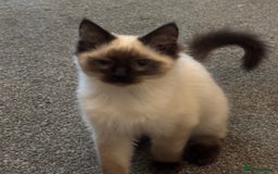 Ragdoll cats for sale: Gccf registered Ragdoll kittens  - Image 1