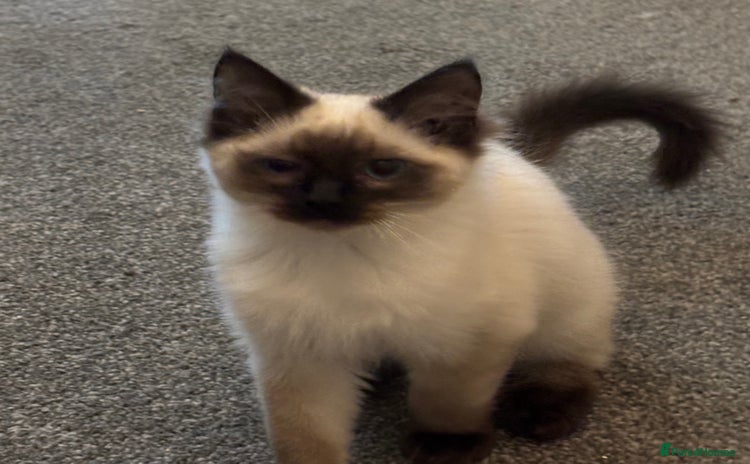 Ragdoll cats - Advert 4