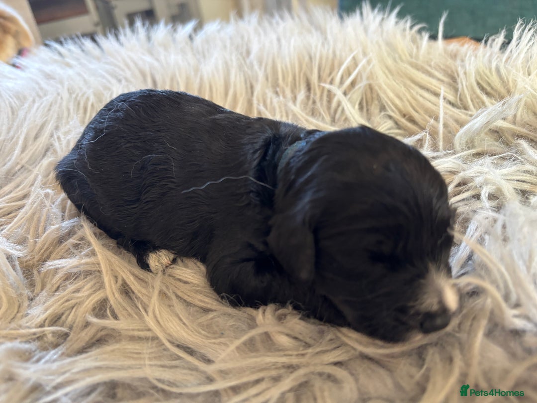 Goldendoodle dogs for sale: 12 Stunning Goldendoodles - Image 18