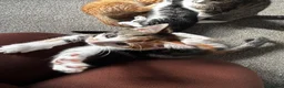 Mixed Breed cats for sale: 5 kittens for sale in St Albans - Advert 5