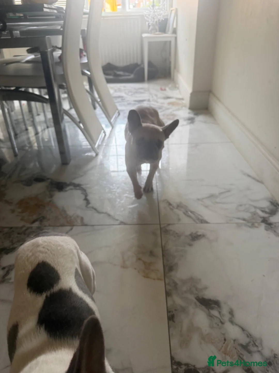 French Bulldog dogs for sale: Re home for 2 beautiful frenchies - Advert 2
