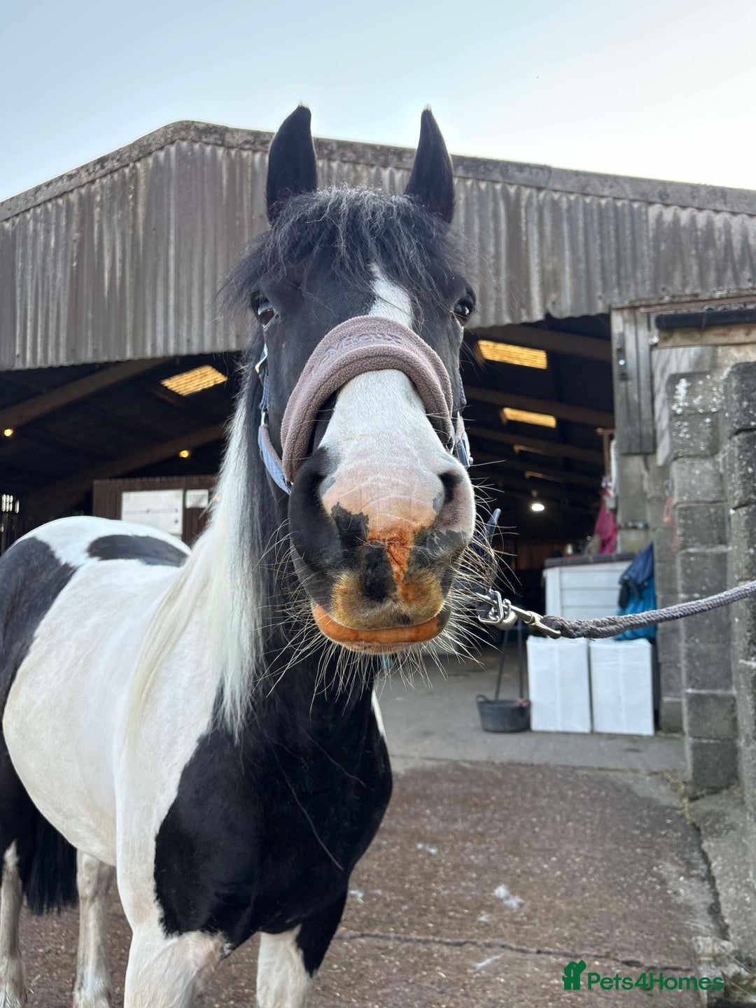 Other Breed horses for sale: Lady athena - Advert 15